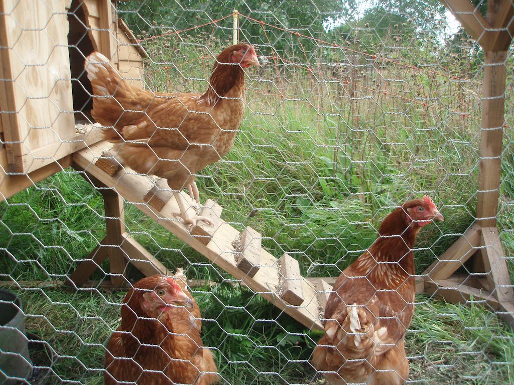 White House Farm Bed and Breakfast Hindolveston Εξωτερικό φωτογραφία